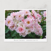 Rosa Cerezo ポストカード (正面)
