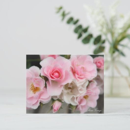 Rosa Cerezo ポストカード (スタンド正面)