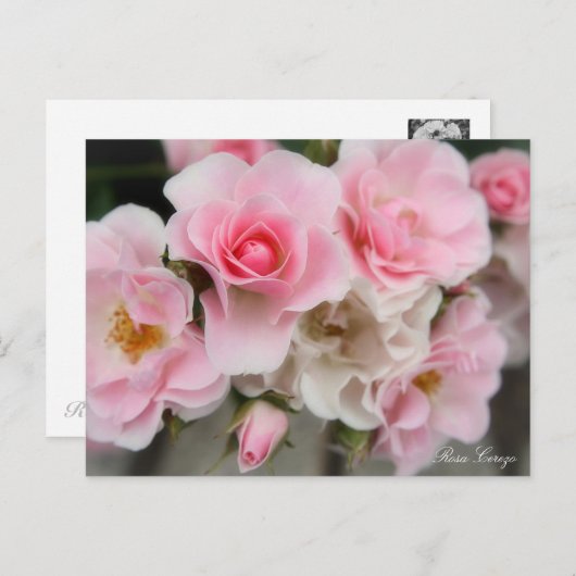 Rosa Cerezo ポストカード (正面/裏面)
