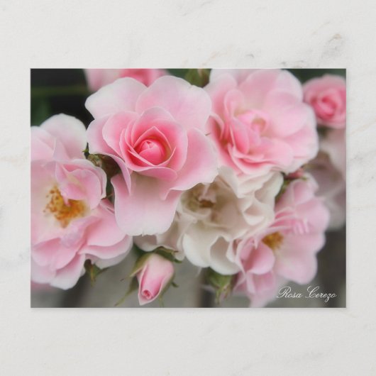 Rosa Cerezo ポストカード (正面)