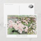 Rosa Cerezo ポストカード (正面/裏面)