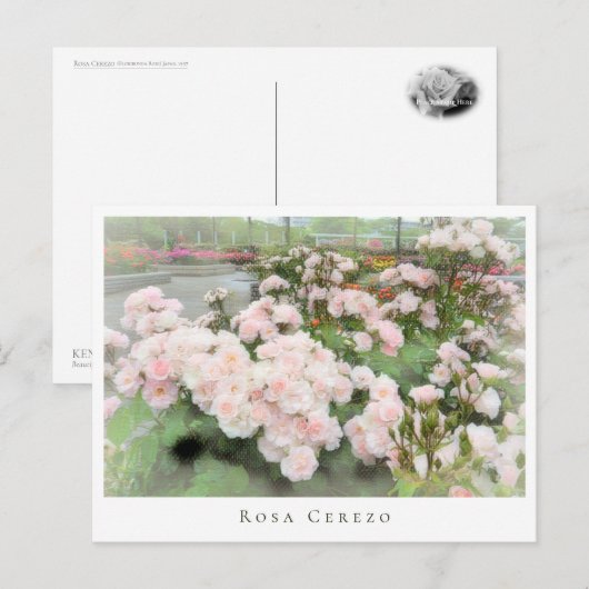 Rosa Cerezo ポストカード (正面/裏面)
