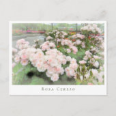 Rosa Cerezo ポストカード (正面)