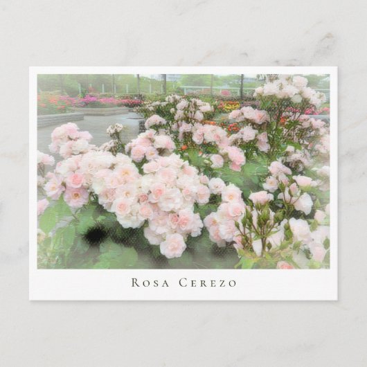 Rosa Cerezo ポストカード (正面)