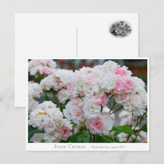 Rosa Cerezo ポストカード