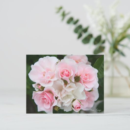 Rosa Cerezo [Postcard] ポストカード (スタンド正面)