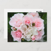 Rosa Cerezo [Postcard] ポストカード (正面/裏面)