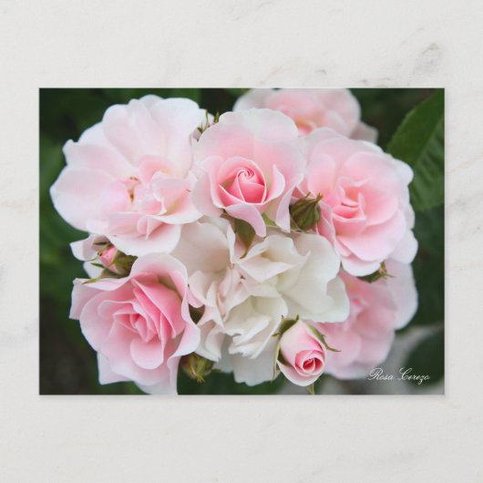 Rosa Cerezo [Postcard] ポストカード (正面)