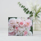 Rosa Cerezo [Postcard] ポストカード (スタンド正面)