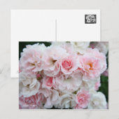 Rosa Cerezo [Postcard] ポストカード (正面/裏面)