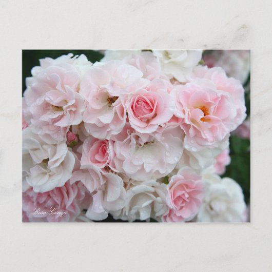 Rosa Cerezo [Postcard] ポストカード (正面)