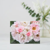 Rosa Cerezo [Postcard] ポストカード (スタンド正面)
