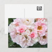 Rosa Cerezo [Postcard] ポストカード (正面/裏面)