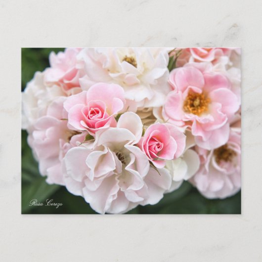 Rosa Cerezo [Postcard] ポストカード (正面)