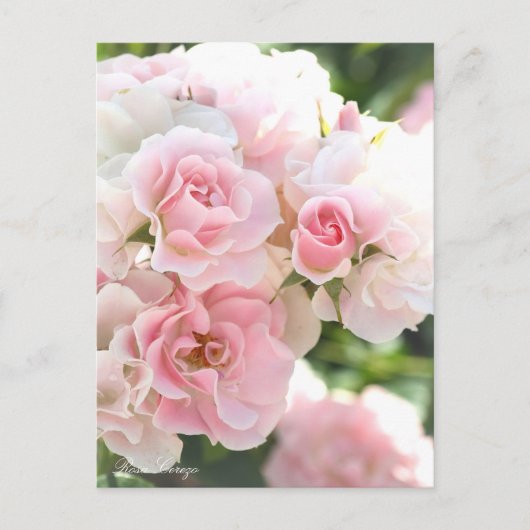 Rosa Cerezo：Postcard_ver.2.0 ポストカード (正面)