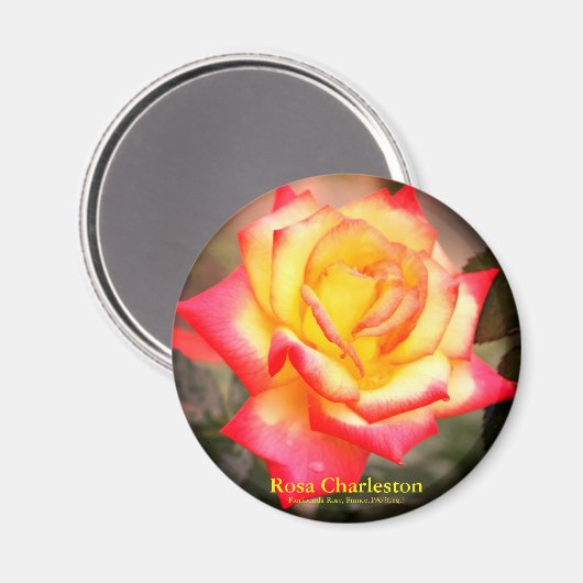 Rosa Charleston：Round Magnet マグネット (正面/裏面)