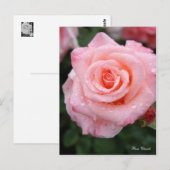 Rosa Cherish [Postcard] ポストカード (正面/裏面)
