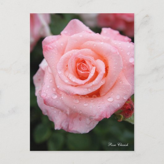 Rosa Cherish [Postcard] ポストカード (正面)