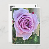 Rosa Climbing Blue Moon ポストカード (正面/裏面)