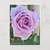 Rosa Climbing Blue Moon ポストカード (正面)