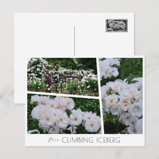 Rosa Climbing Iceberg ポストカード (正面/裏面)