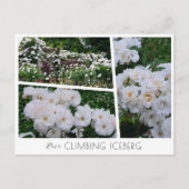 Rosa Climbing Iceberg ポストカード (正面)