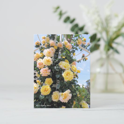 Rosa Climbing Peace ポストカード (スタンド正面)