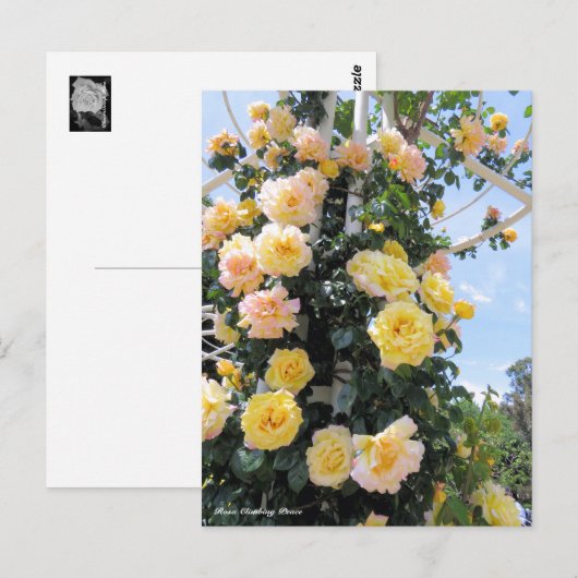 Rosa Climbing Peace ポストカード (正面/裏面)