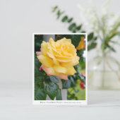 Rosa Climbing Peace ポストカード (スタンド正面)