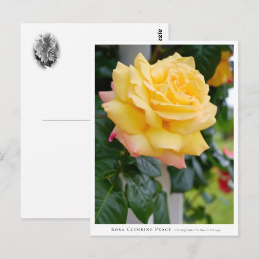 Rosa Climbing Peace ポストカード (正面/裏面)