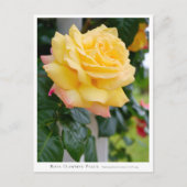 Rosa Climbing Peace ポストカード (正面)