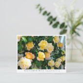 Rosa Climbing Peace ポストカード (スタンド正面)