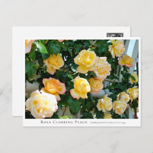 Rosa Climbing Peace ポストカード (正面/裏面)