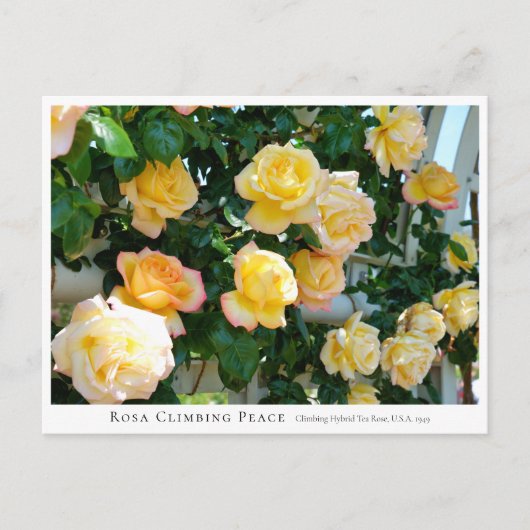 Rosa Climbing Peace ポストカード (正面)
