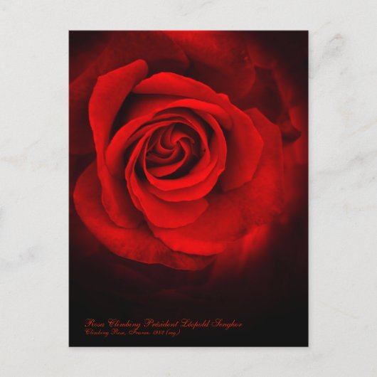Rosa Climbing Président Léopold Senghor ポストカード (正面)
