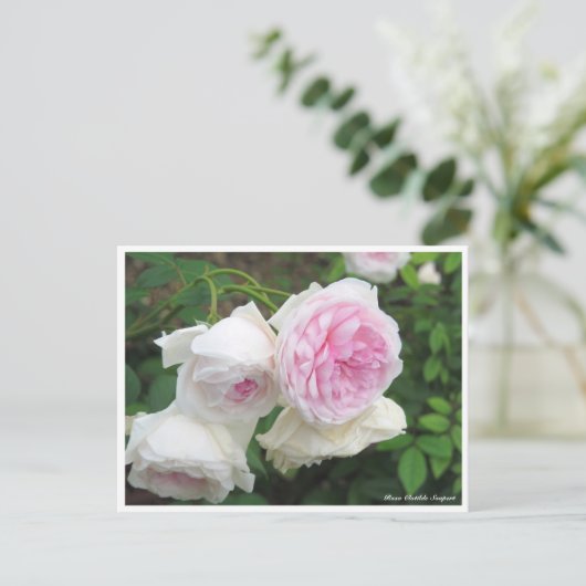 Rosa Clotilde Soupert ポストカード (スタンド正面)