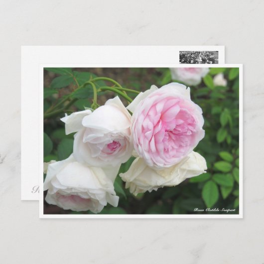 Rosa Clotilde Soupert ポストカード (正面/裏面)