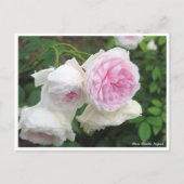 Rosa Clotilde Soupert ポストカード (正面)