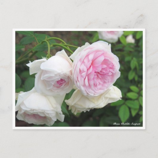 Rosa Clotilde Soupert ポストカード (正面)