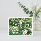 Rosa Clotilde Soupert：Postcard ポストカード (スタンド正面)