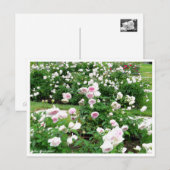 Rosa Clotilde Soupert：Postcard ポストカード (正面/裏面)