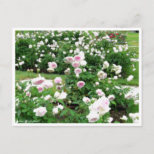 Rosa Clotilde Soupert：Postcard ポストカード (正面)