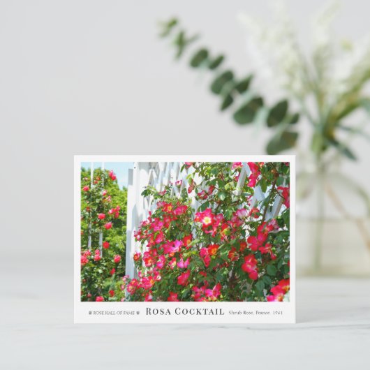 Rosa Cocktail ポストカード (スタンド正面)