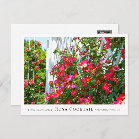 Rosa Cocktail ポストカード (正面/裏面)