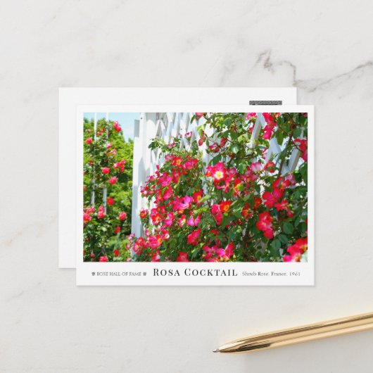 Rosa Cocktail ポストカード (正面/裏面インサイチュ)