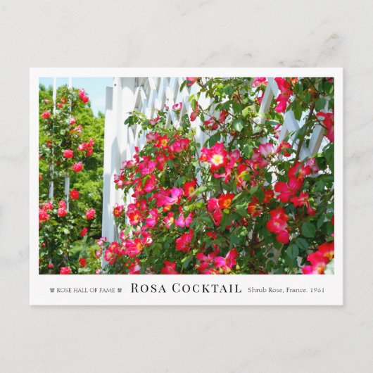 Rosa Cocktail ポストカード (正面)