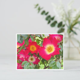 Rosa Cocktail ポストカード