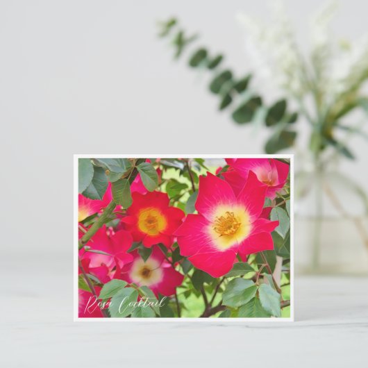 Rosa Cocktail ポストカード (スタンド正面)