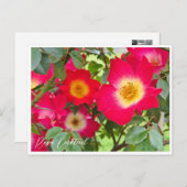 Rosa Cocktail ポストカード (正面/裏面)