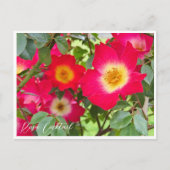 Rosa Cocktail ポストカード (正面)